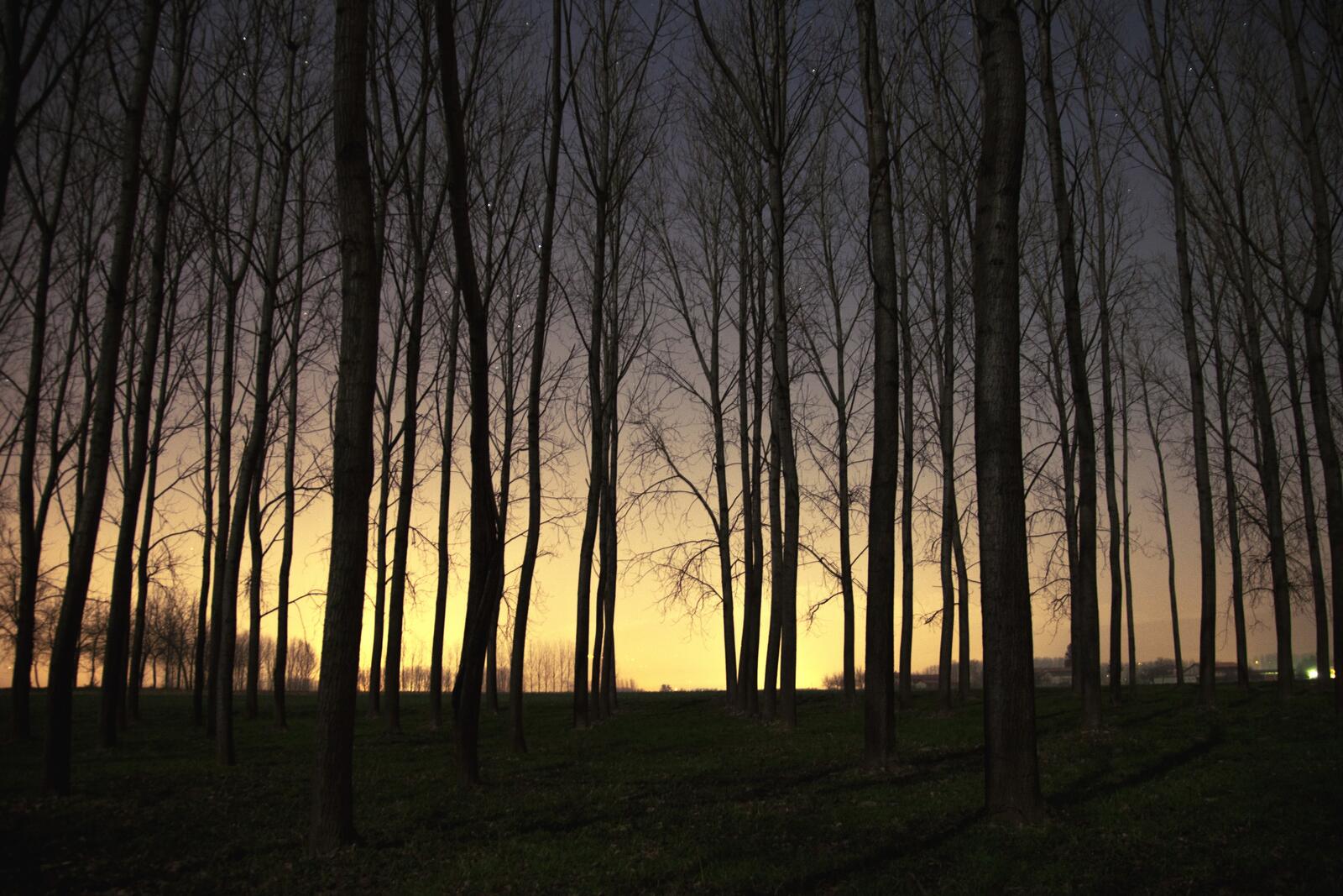 Sleeping fall trees at sunset