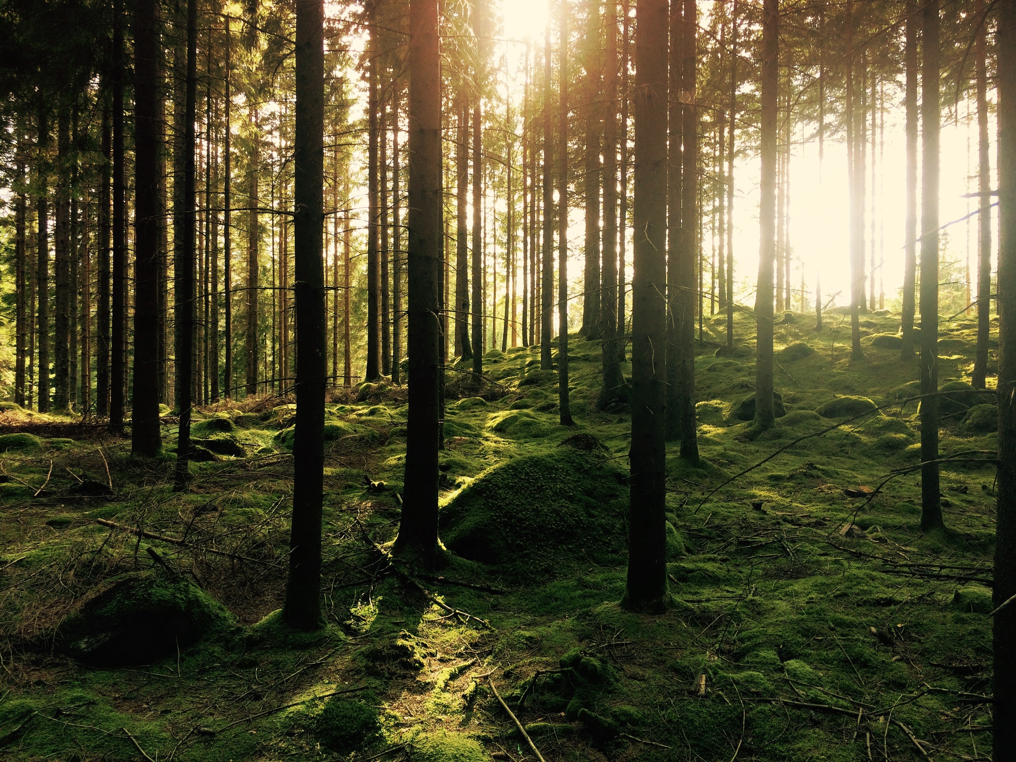 Бесплатное фото Солнечный лес с зеленой травой
