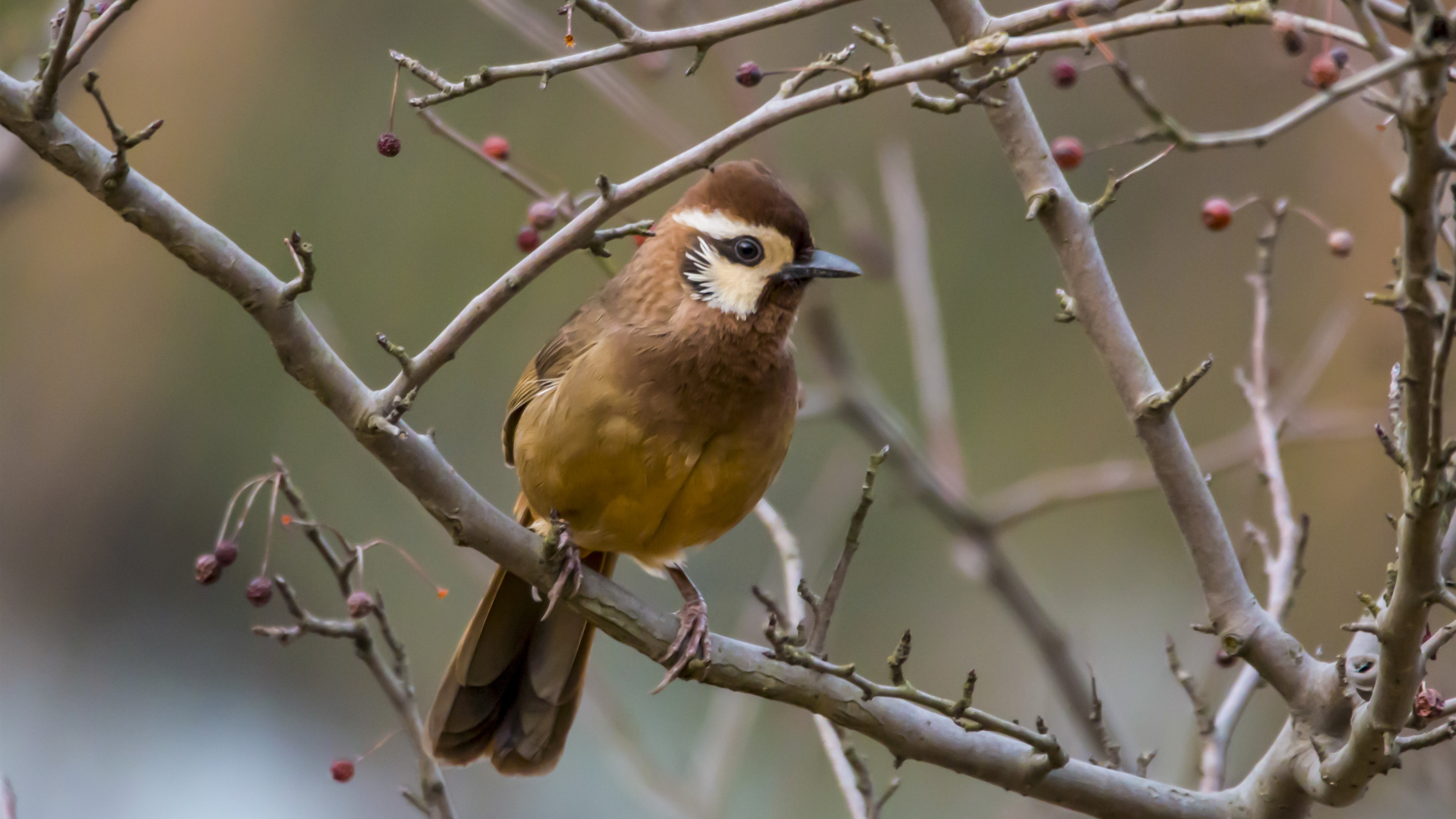 免费照片一只鸟坐在结满浆果的树上。