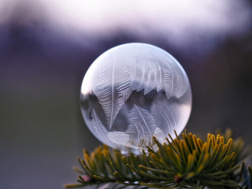 Frozen soap bubble on spruce needles