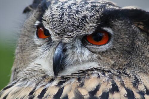A wild owl with a fearsome look