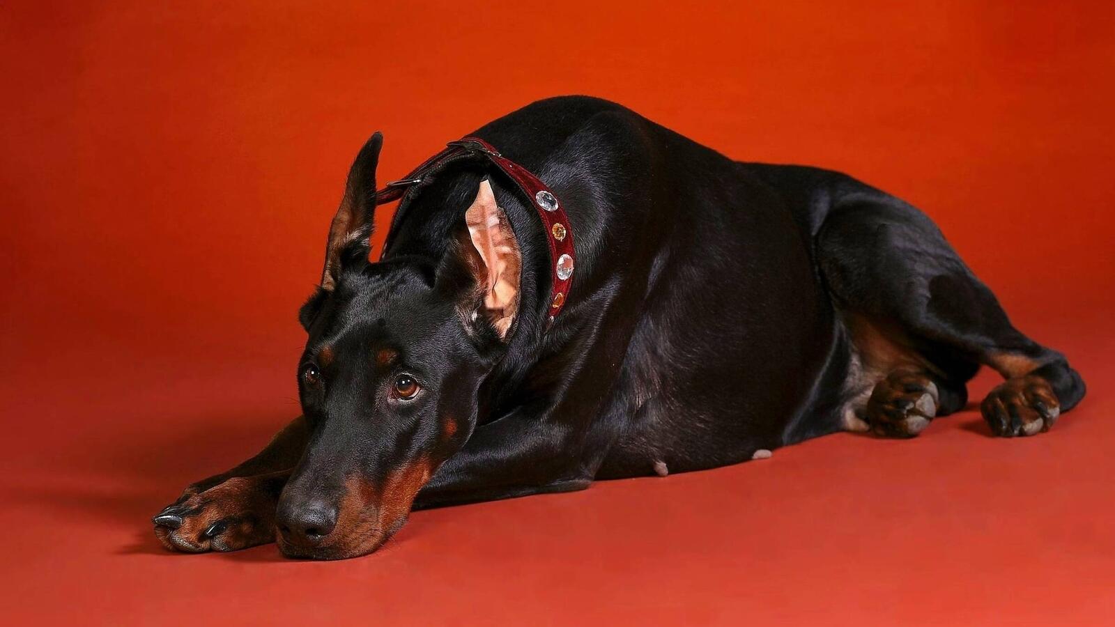 Free photo Doberman on a red background