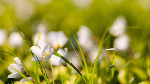 Белые цветочки на зеленой траве