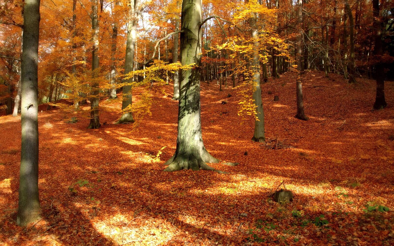 Бесплатное фото Опавшие листья в лесу