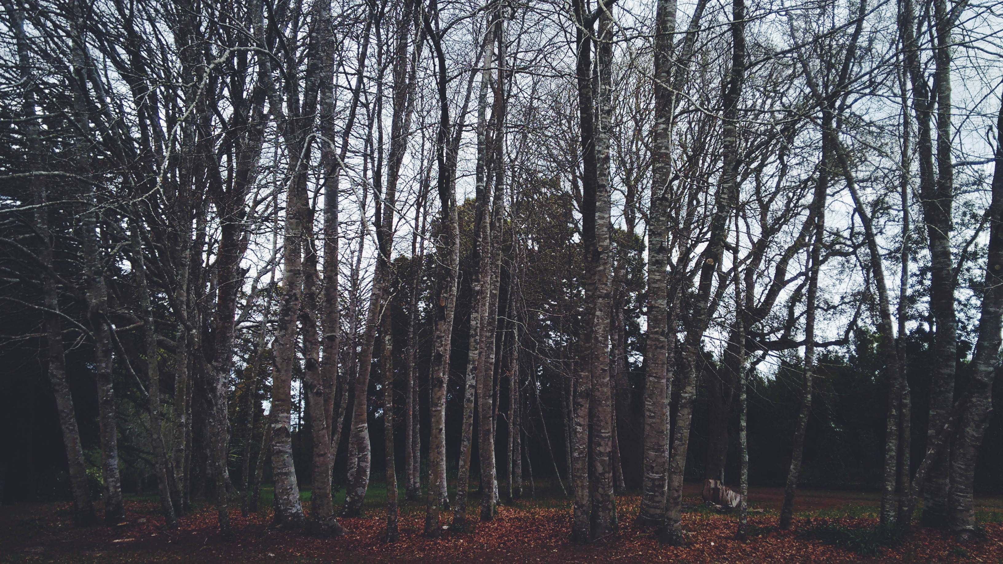 Бесплатное фото Осенний лес с опавшими листьями