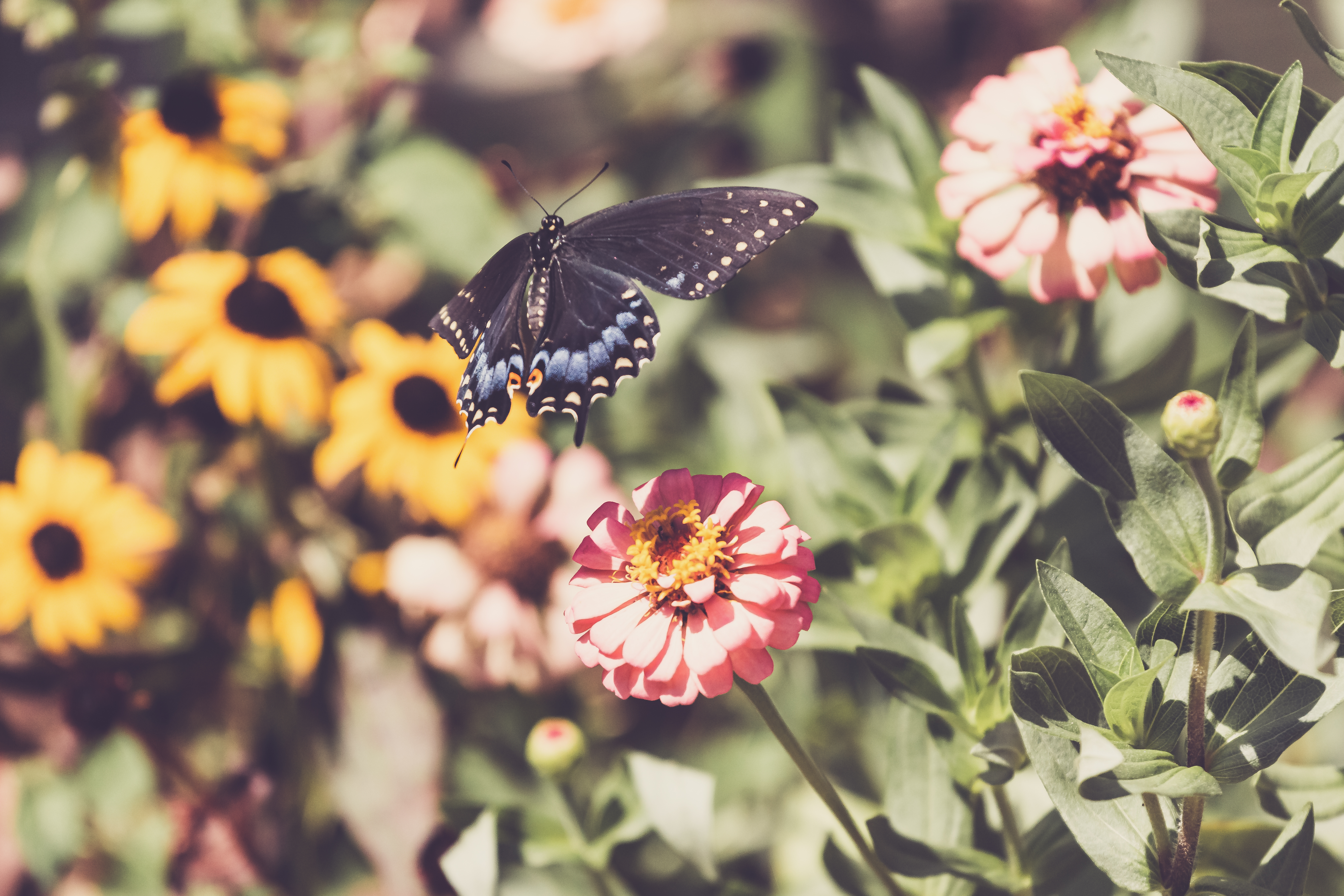 一只黑色蝴蝶落在一朵粉色花朵上。