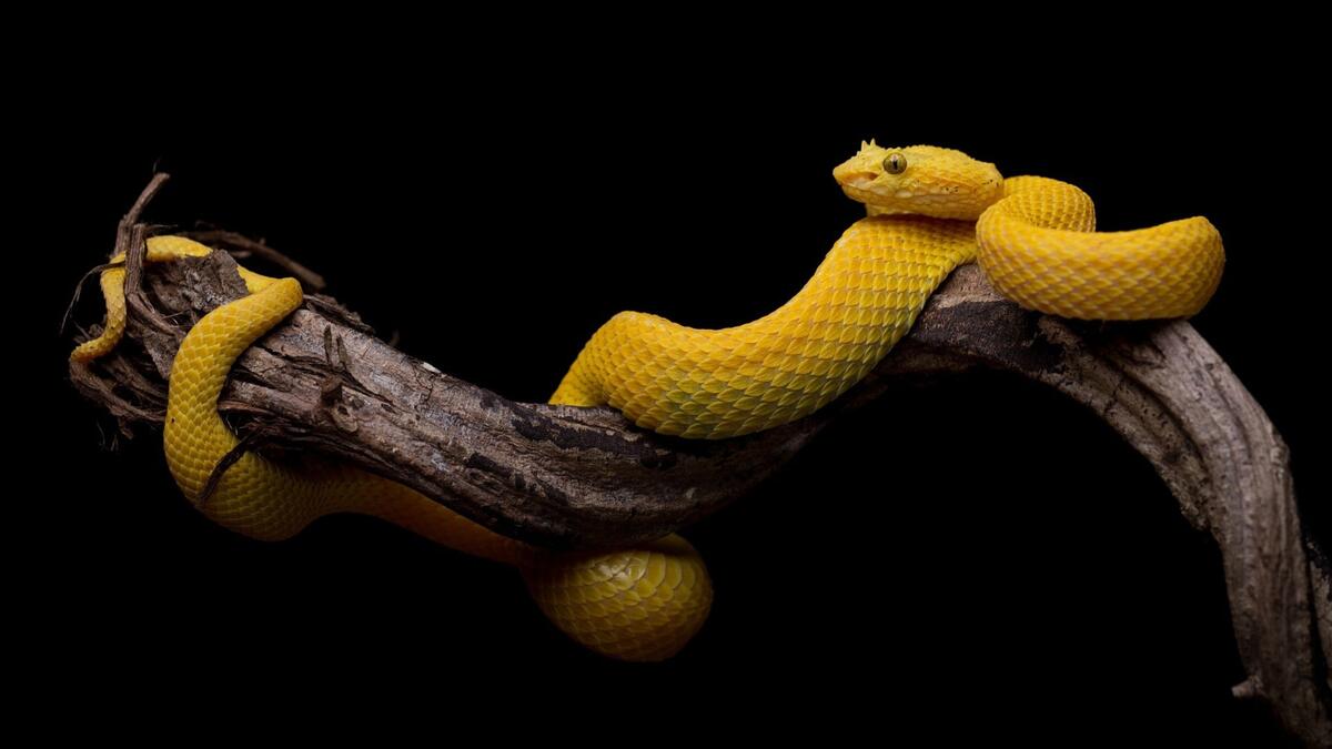 A yellow snake wrapped itself around a tree branch