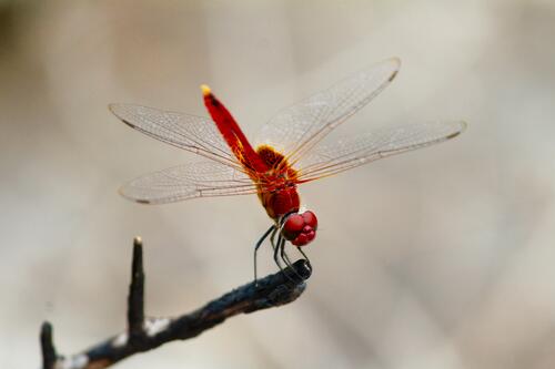 A red dragonfly clung to a branch