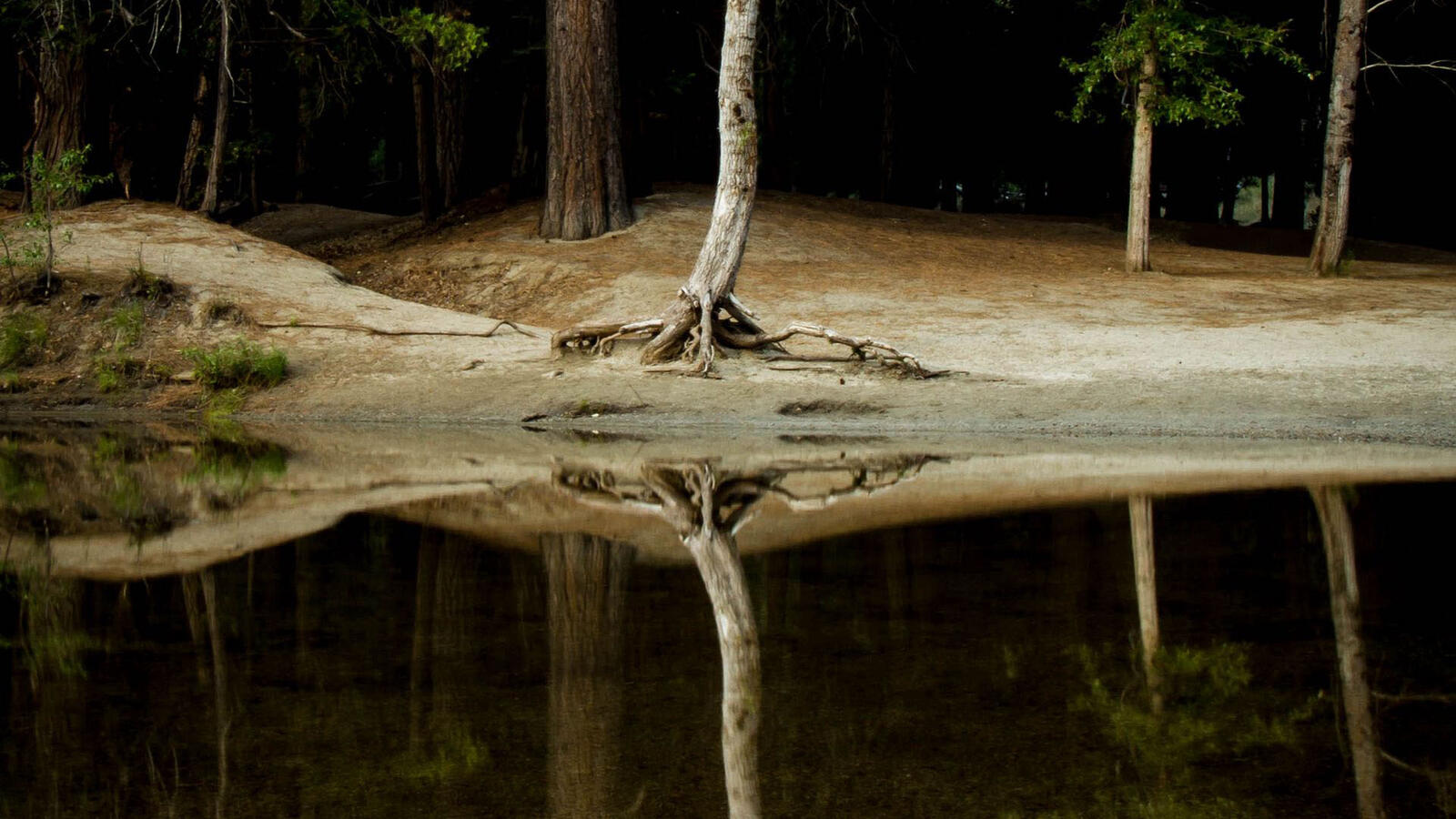 Высохшее дерево на берегу реки