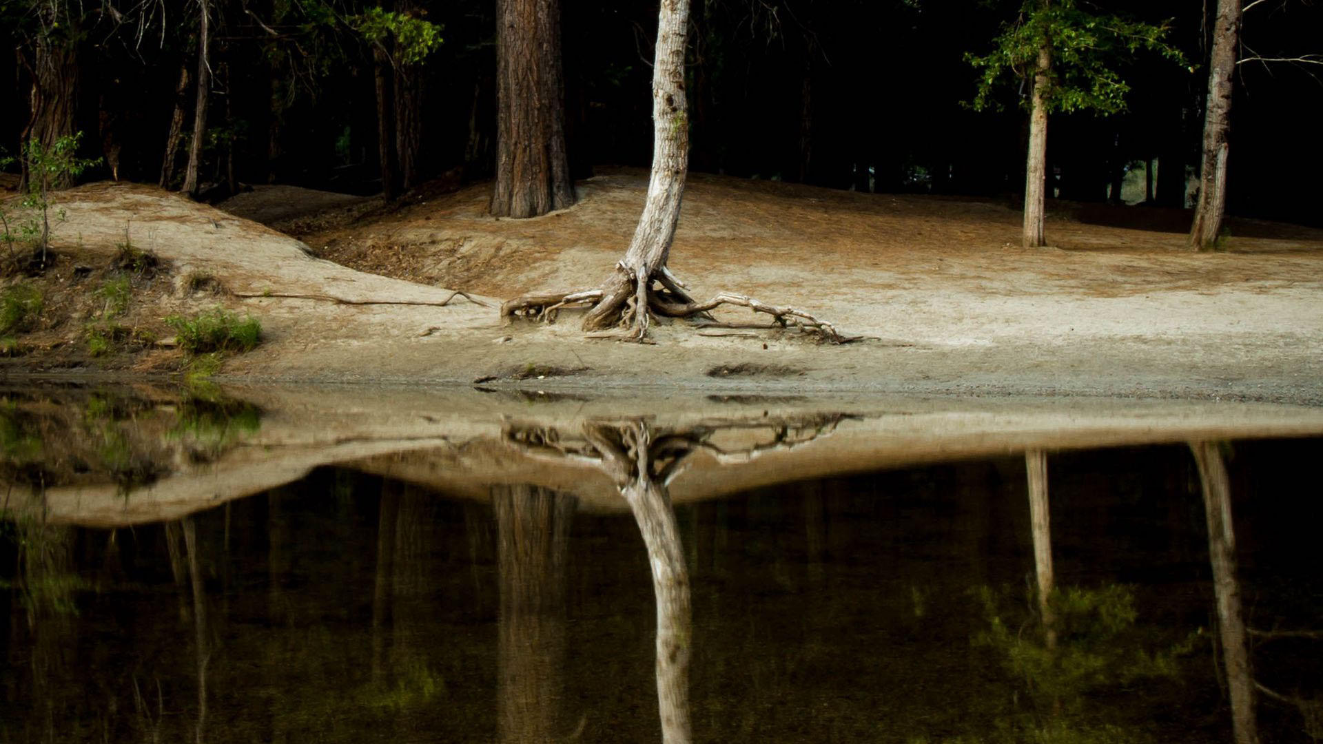 Бесплатное фото Высохшее дерево на берегу реки