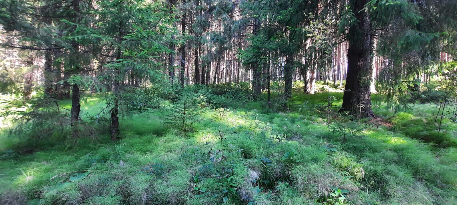 Бесплатное фото Поляна в лесу