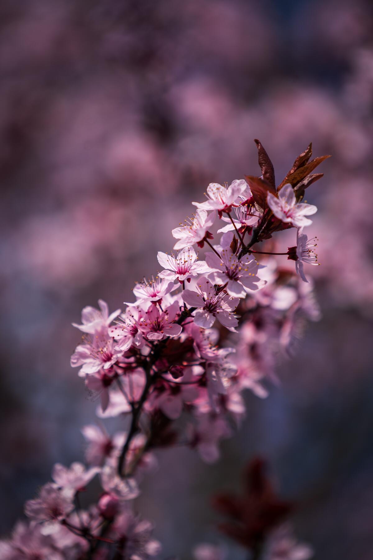 Pink sakura flowers