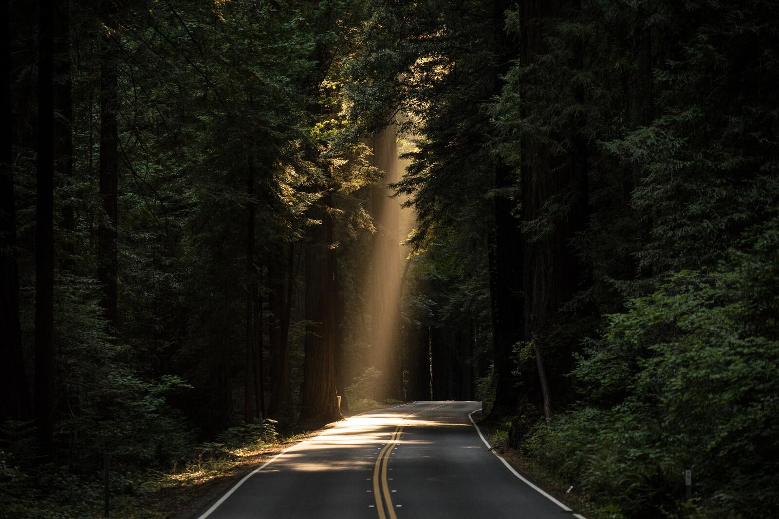 Free photo A large ray of sunlight falls on a road in a dense old-growth forest