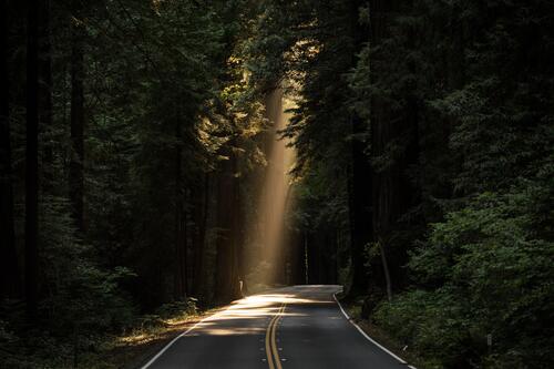 A large ray of sunlight falls on a road in a dense old-growth forest