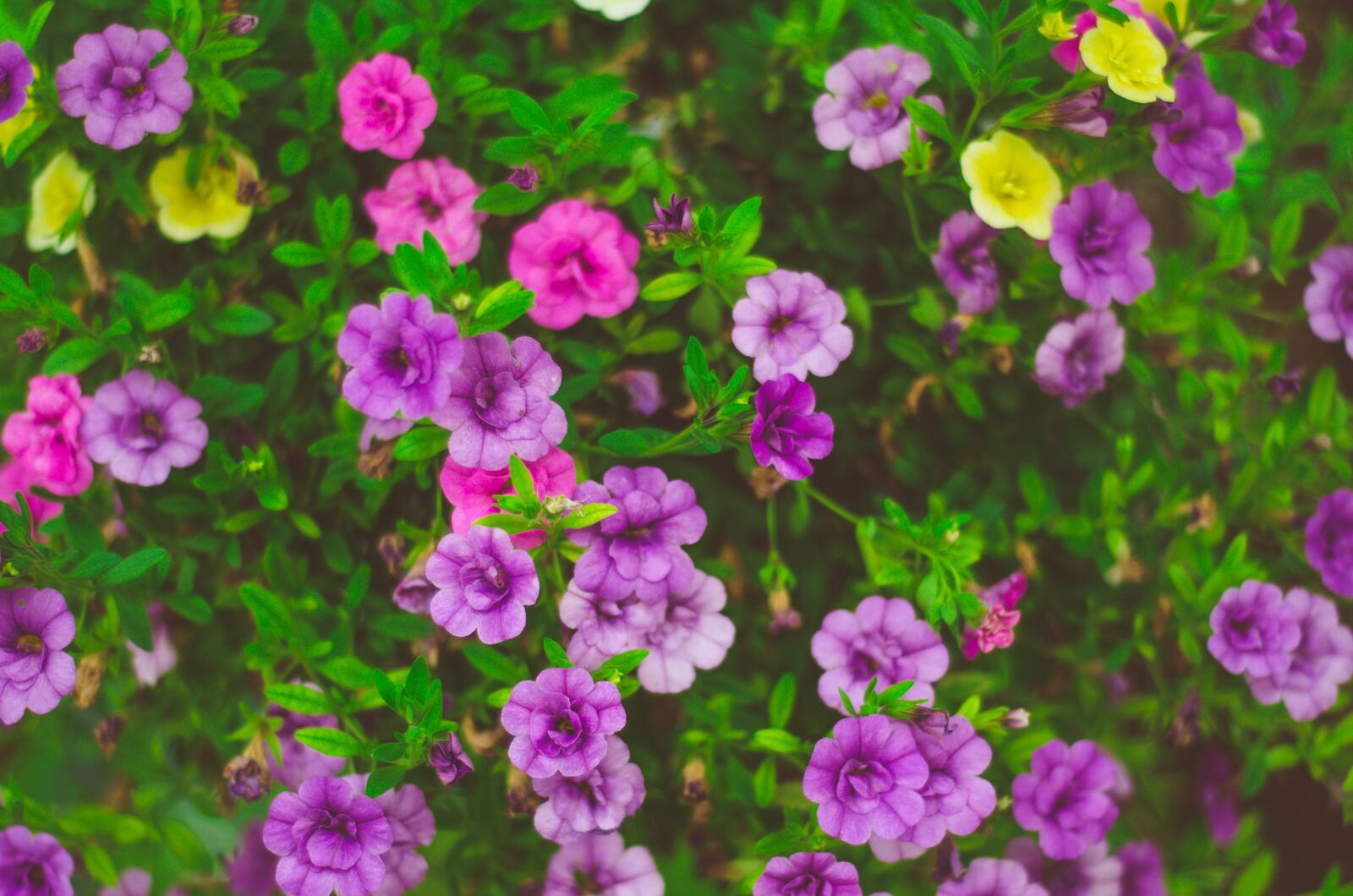 Бесплатное фото Большой куст с фиолетовыми цветами