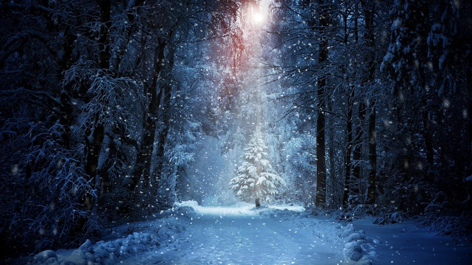 Бесплатное фото Зимний волшебный лес