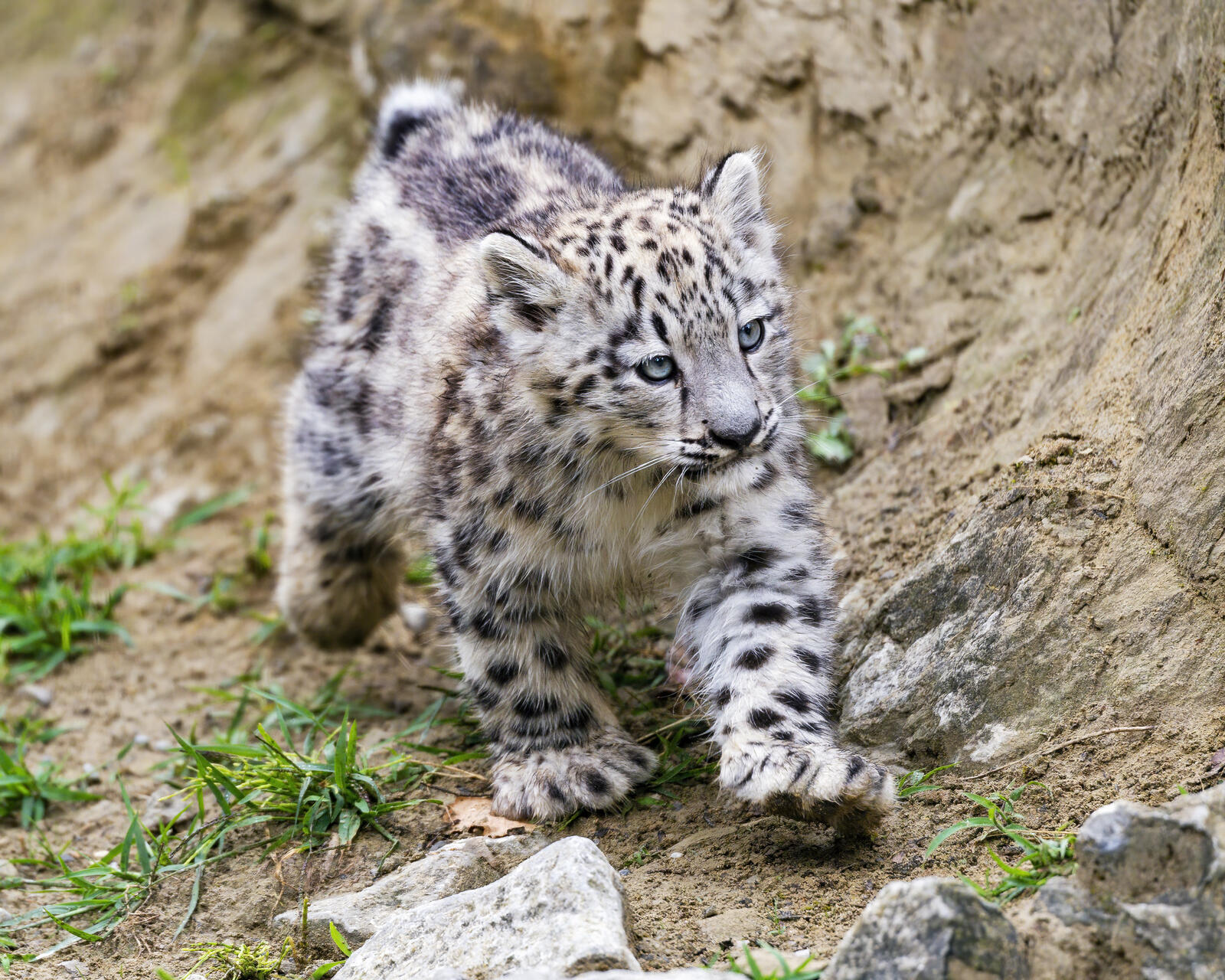 Free photo A snow leopard kitten on a walk