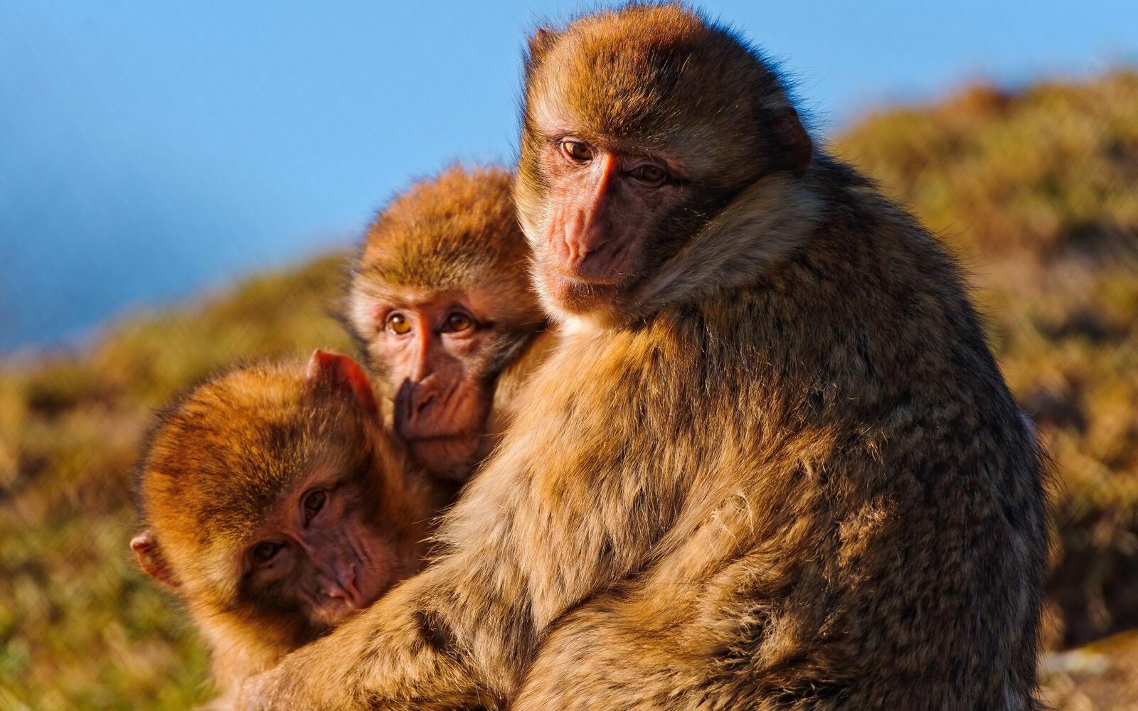 Free photo A family of monkeys