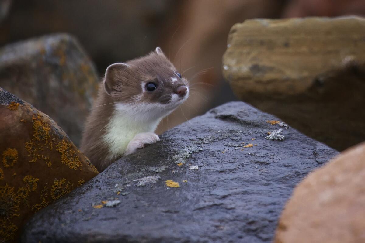 Weasel peeks out from behind the rocks