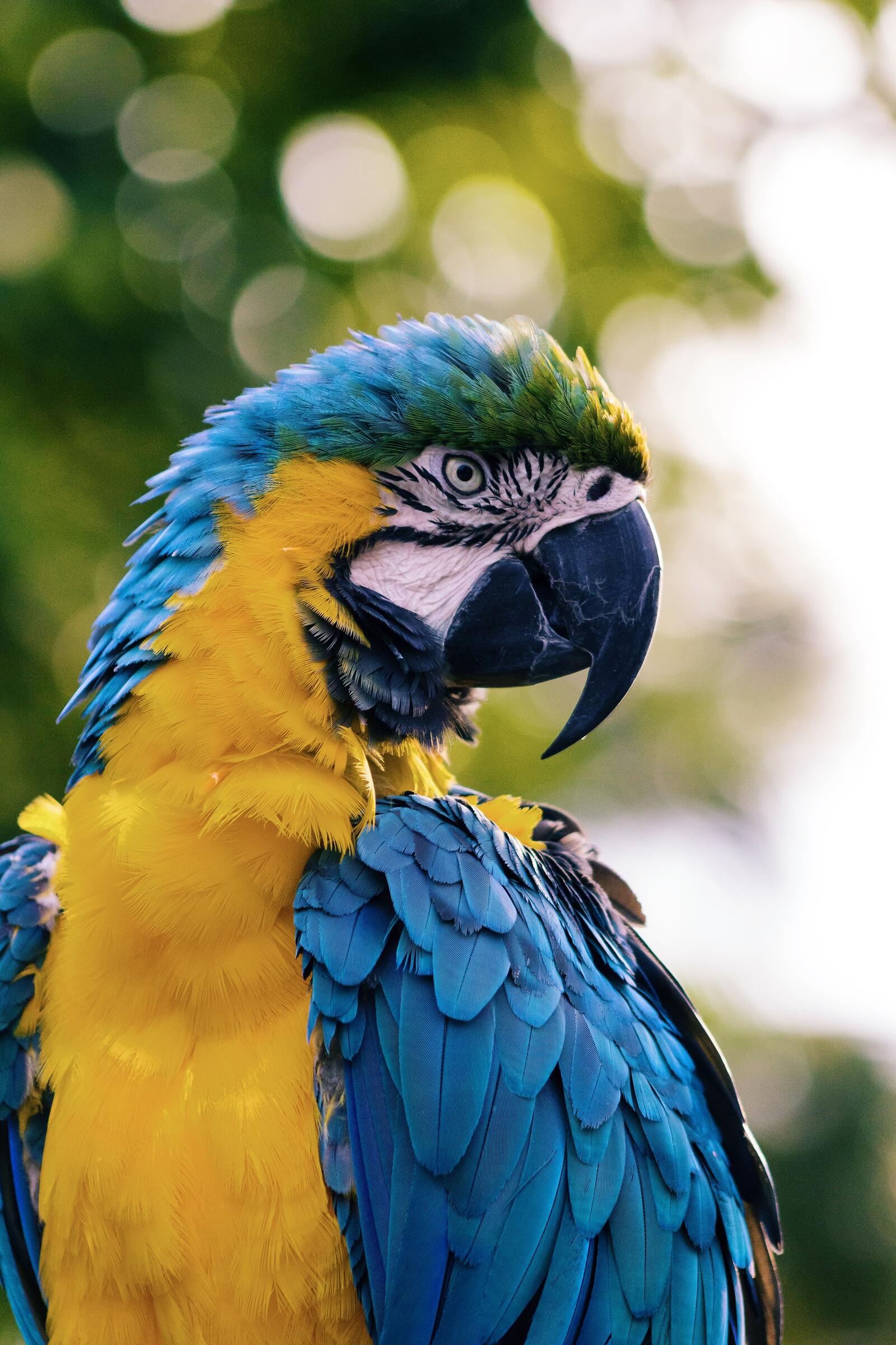 Free photo Wallpaper with parrot Ara.