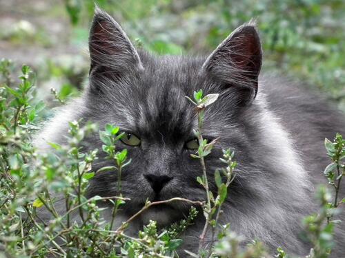 A fluffy gray cat lying on the grass