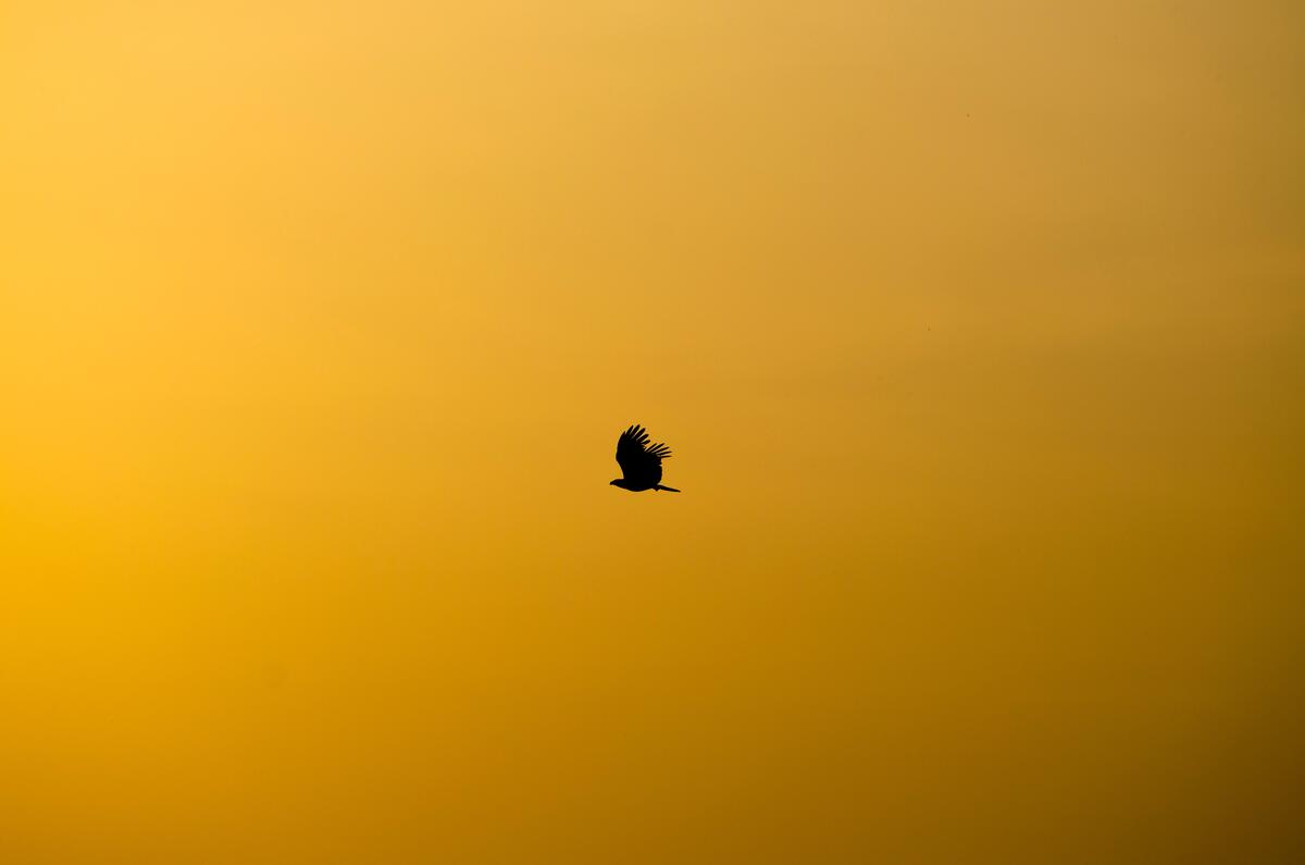 Силуэт летящего орла на оранжевом небе