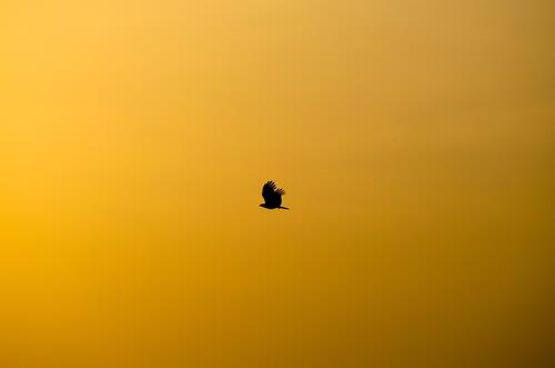 The silhouette of a flying eagle in an orange sky.