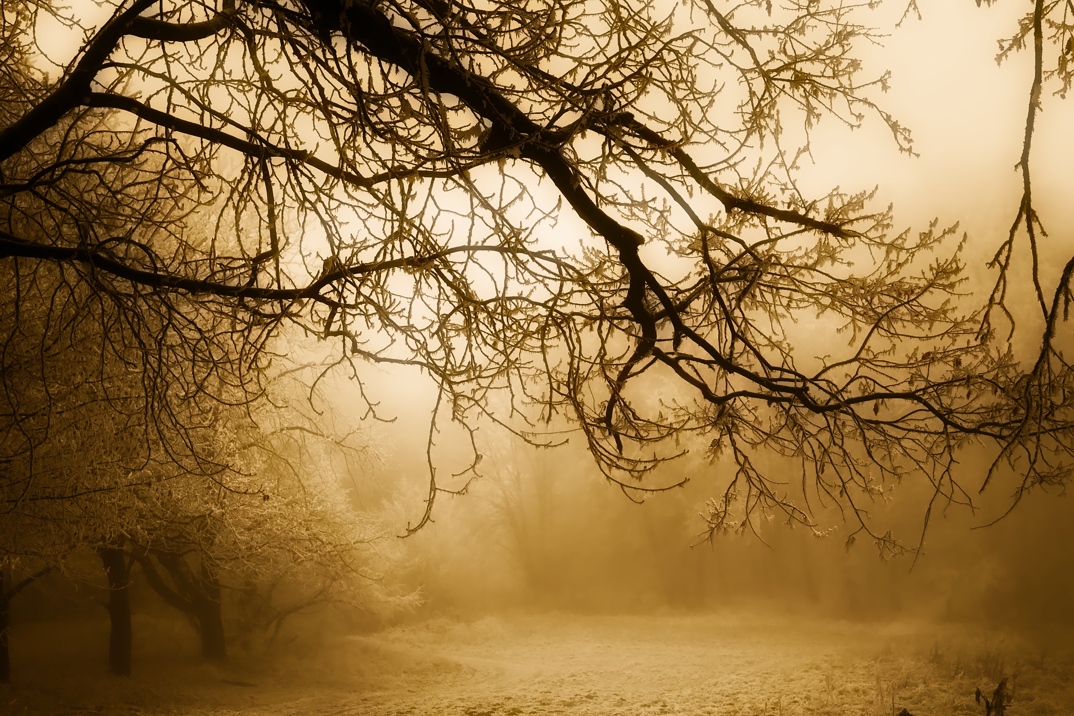Free photo A misty forest without leaves