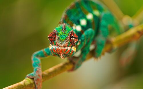 A chameleon on a branch