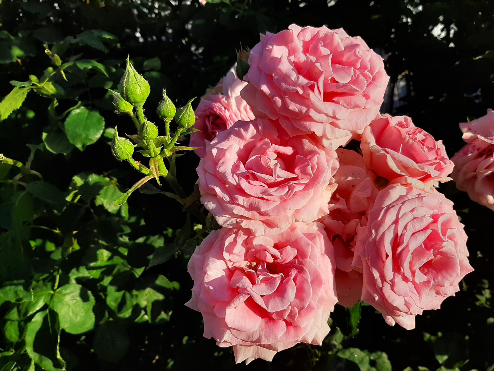 Free photo Shrub of pink roses on a summer day