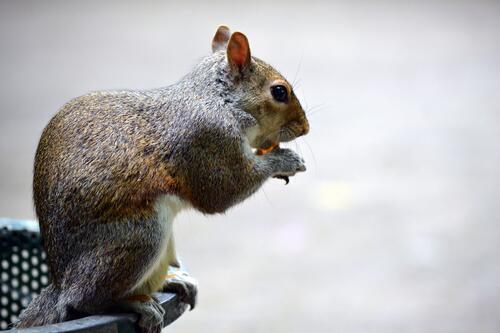 A squirrel eats a peanut