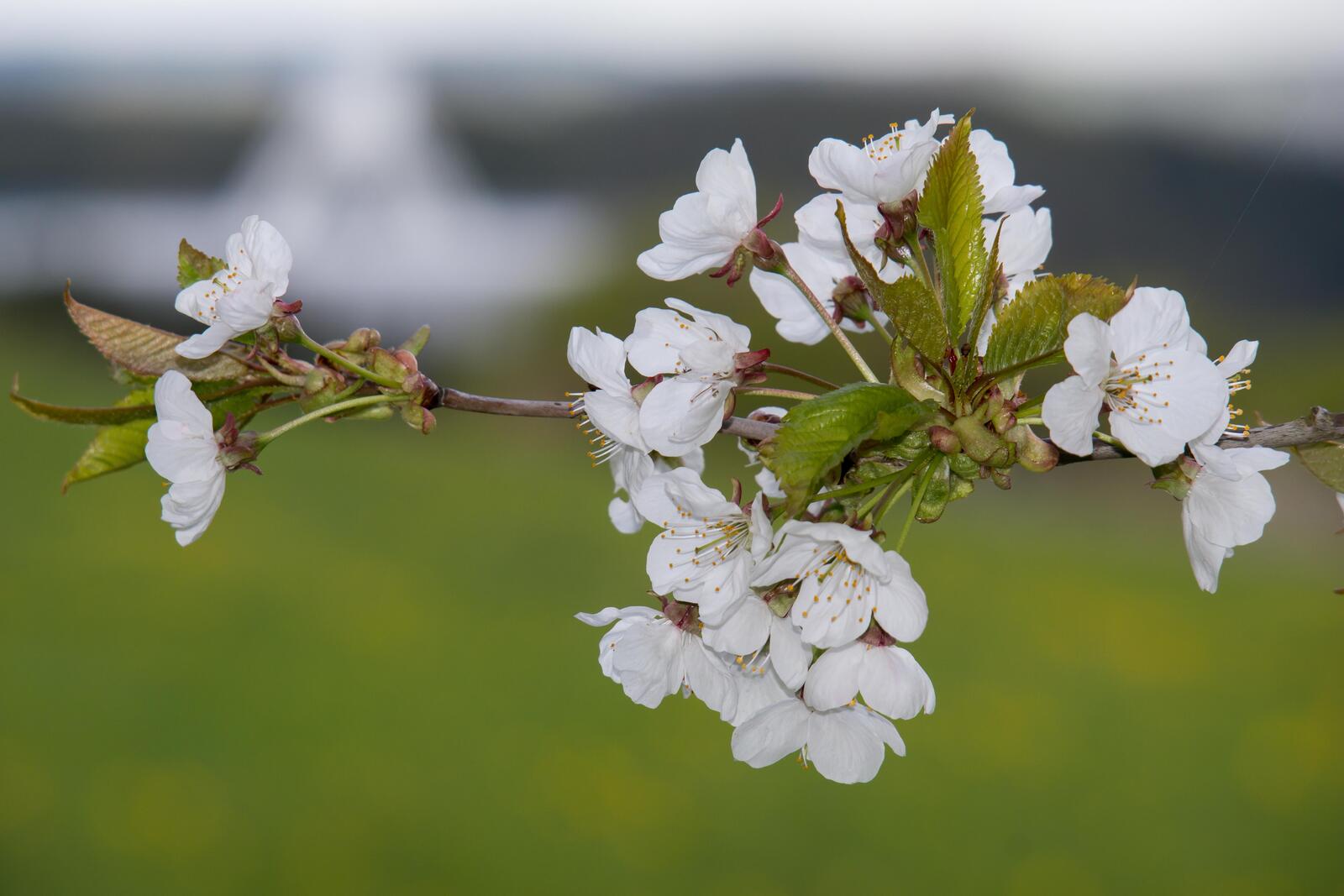 Free photo Spring cherry tree branches with white blossoms in bloom
