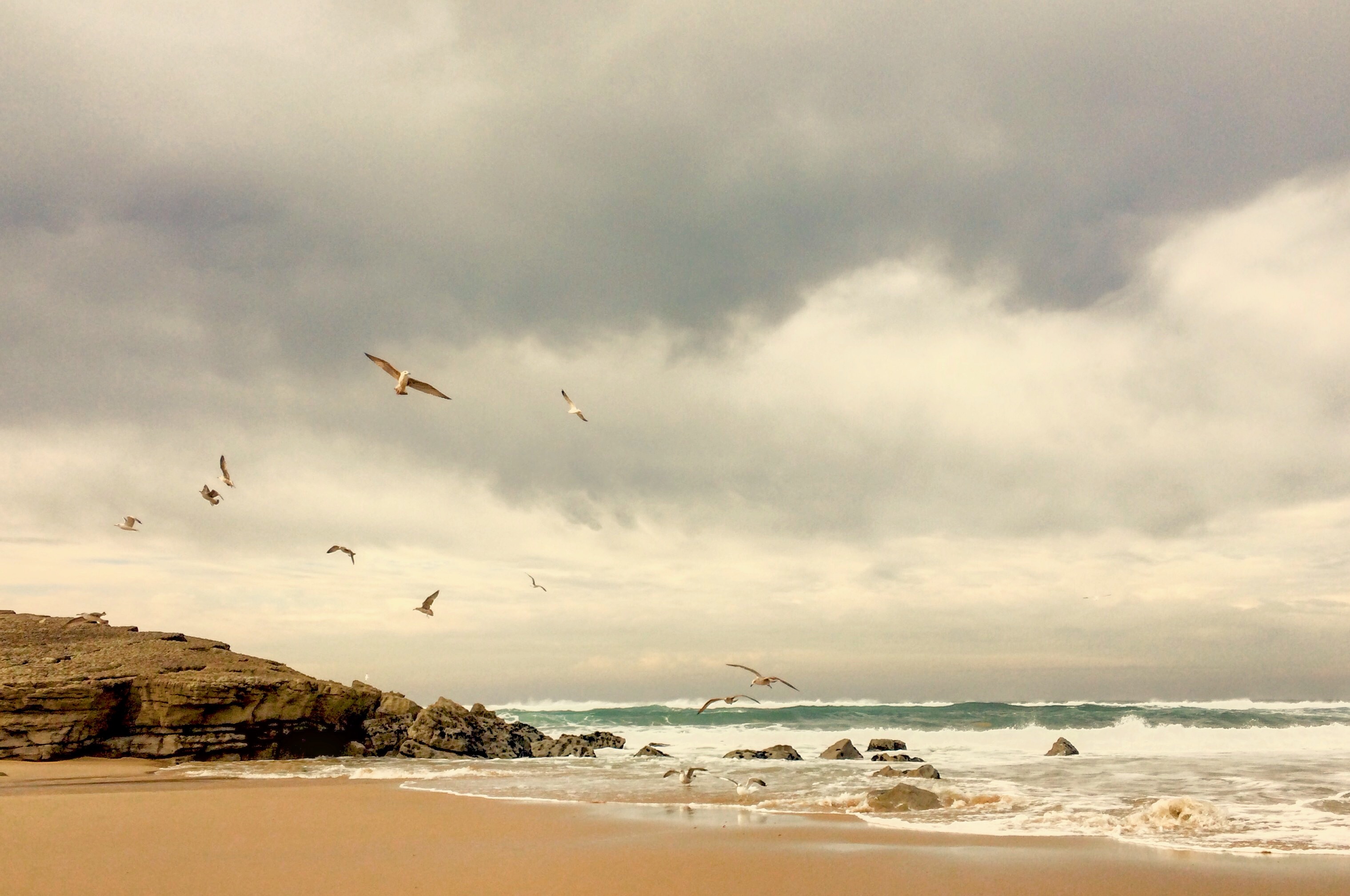 На морском берегу в пасмурную погоду кружат чайки