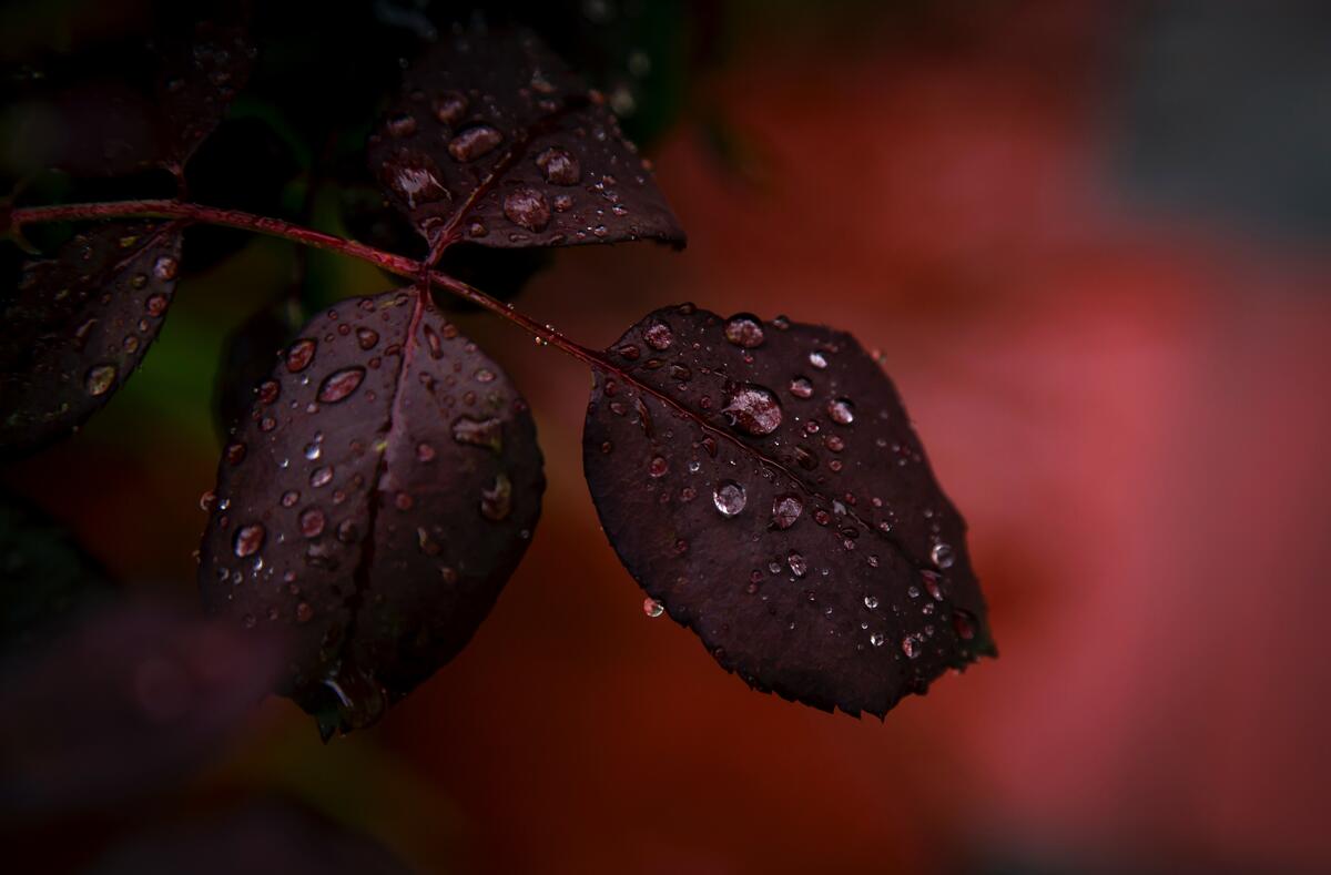Красные осенние листья с каплями дождя