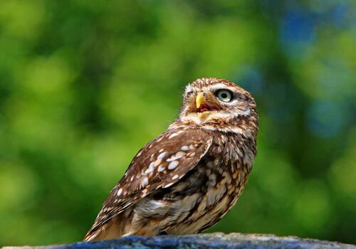 An owl with brown plumage looks away