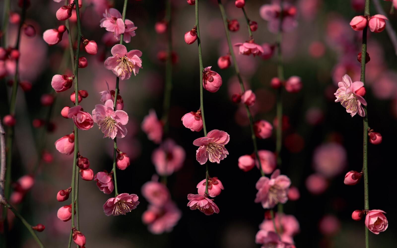 Бесплатное фото Маленькие розовые цветочки висят на травинках