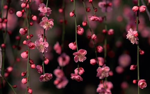 Little pink flowers hanging from the blades of grass.