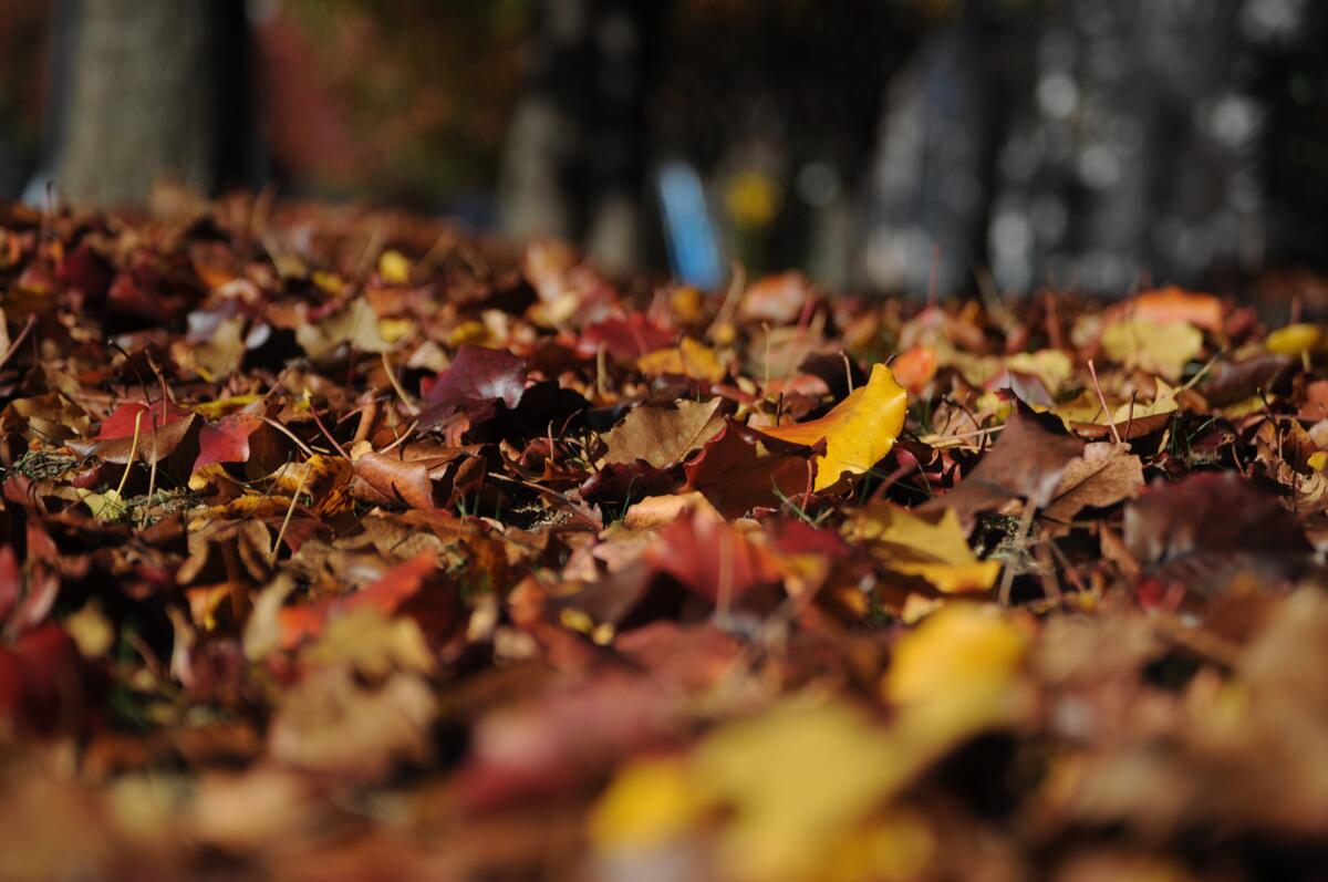 A pile of fallen leaves