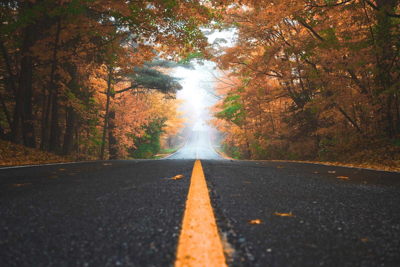 Бесплатное фото Осенняя загородная дорога во время листопада с туманом