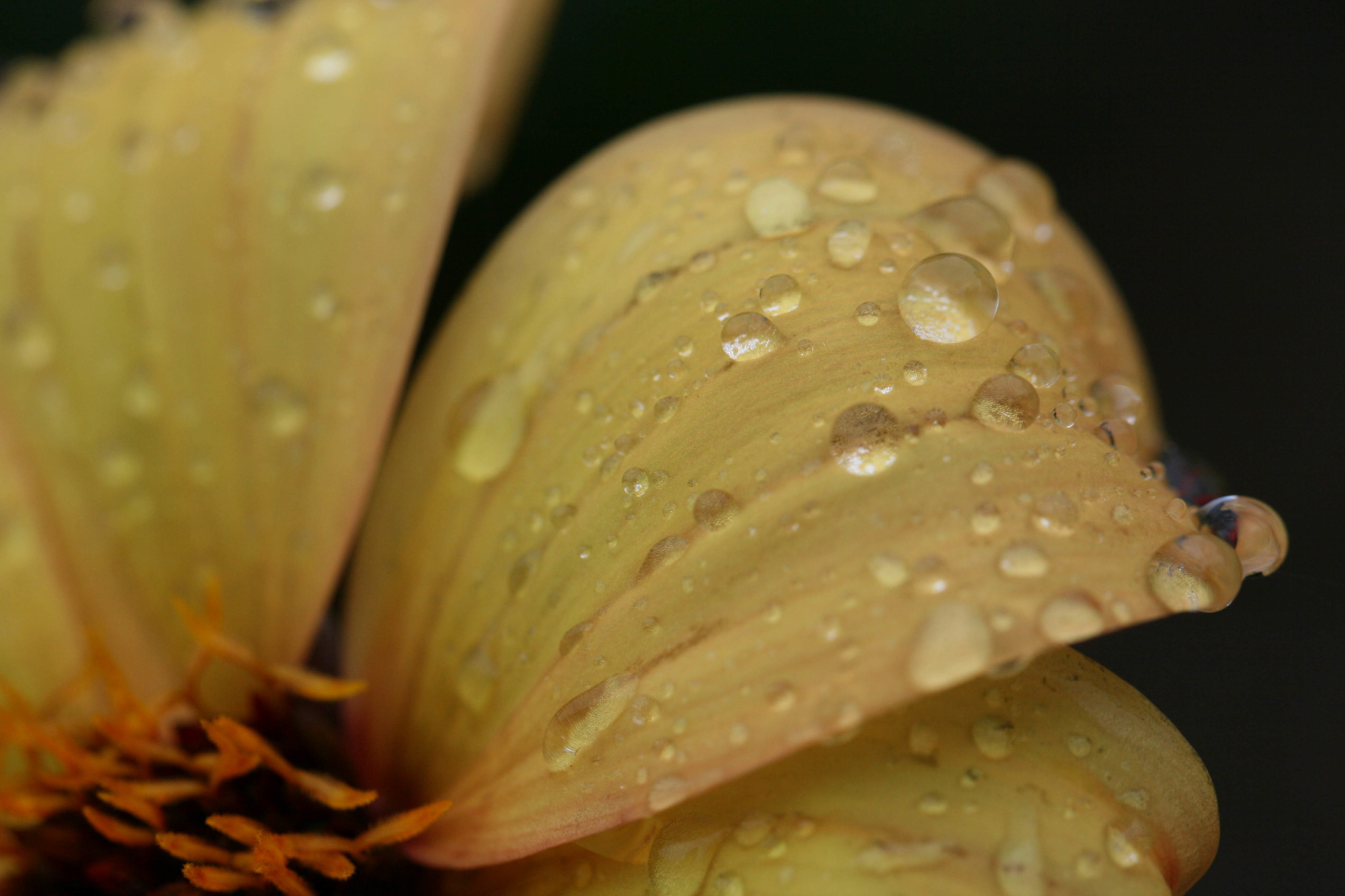 Цветок с желтыми лепестками с каплями дождя