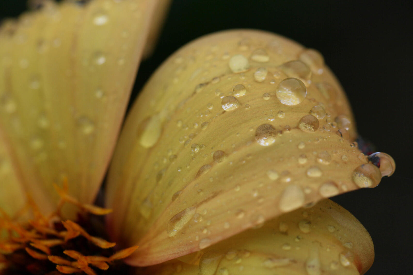 Free photo A flower with yellow petals and raindrops