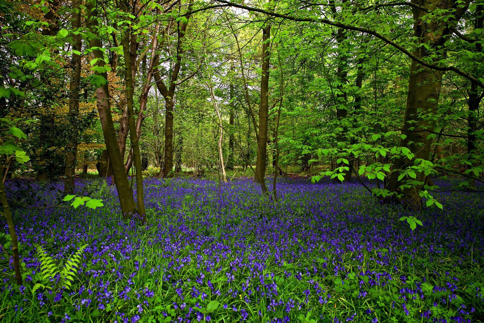 Free photo Picture of a summer forest overgrown with purple flowers