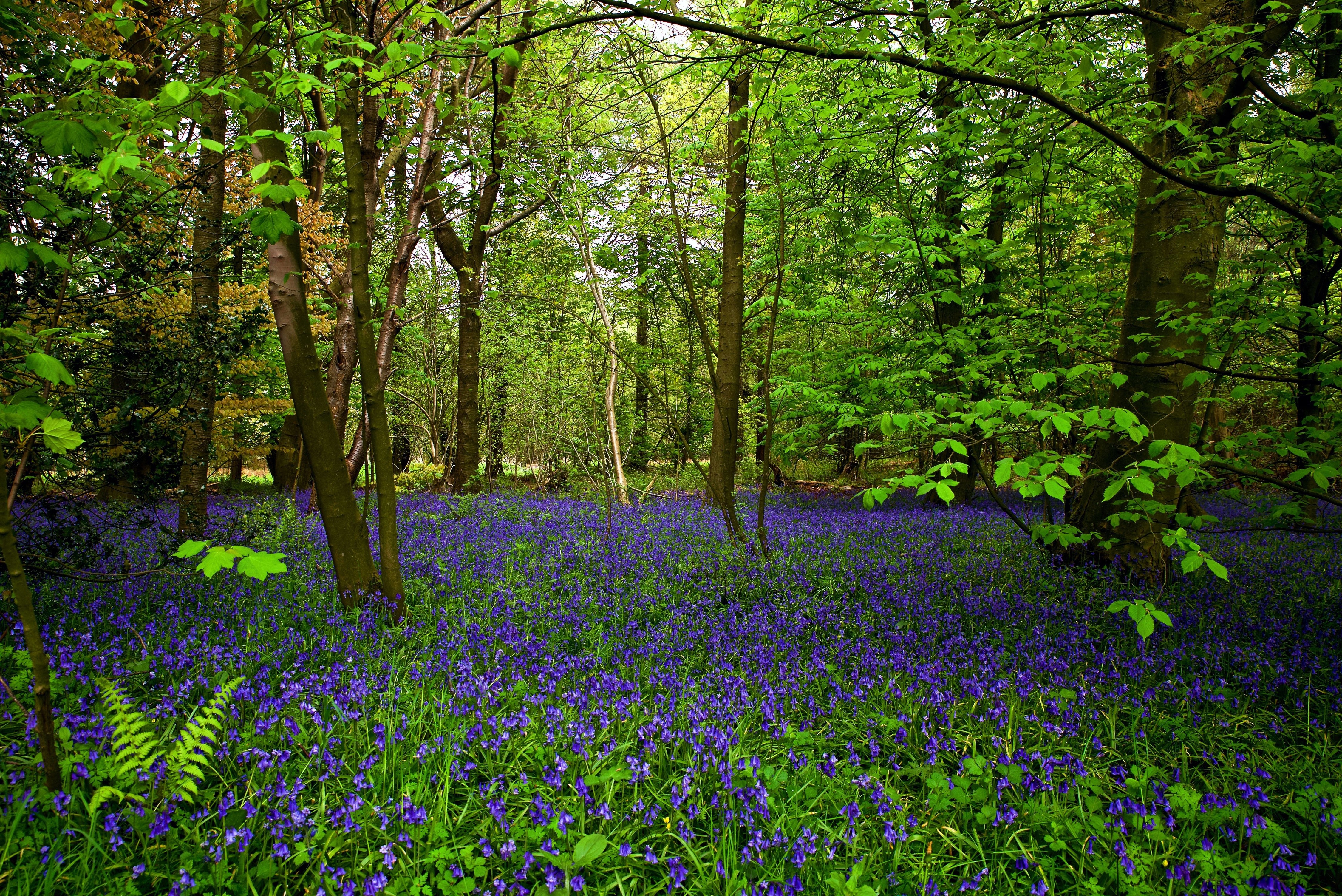 免费照片紫色花丛生的夏季森林图片
