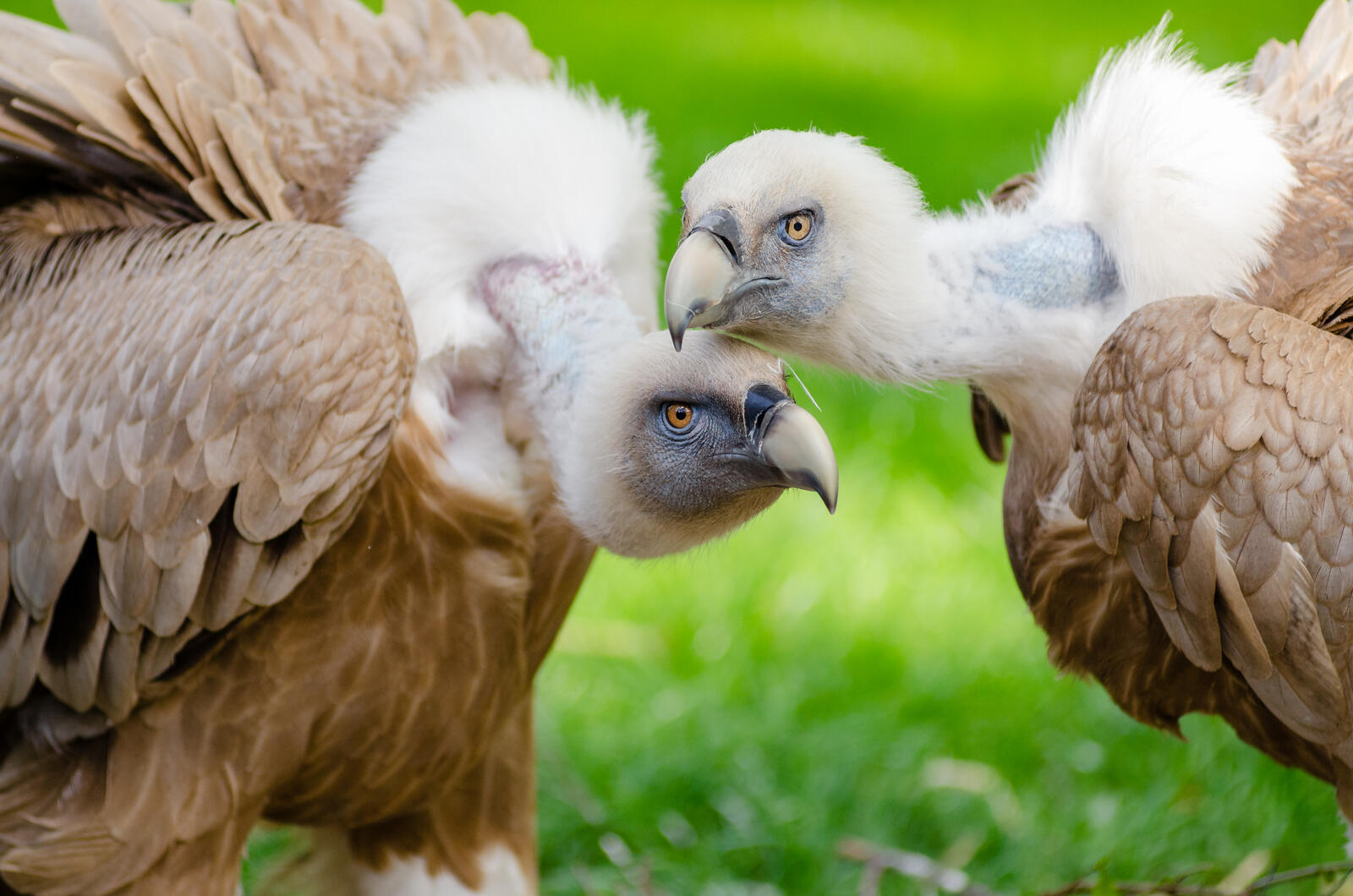 Free photo A family of vultures