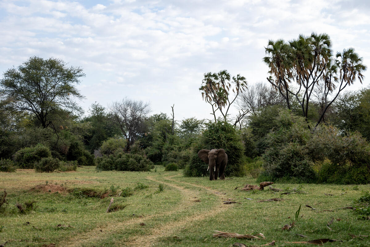 Слон с большими бивнями в Африке