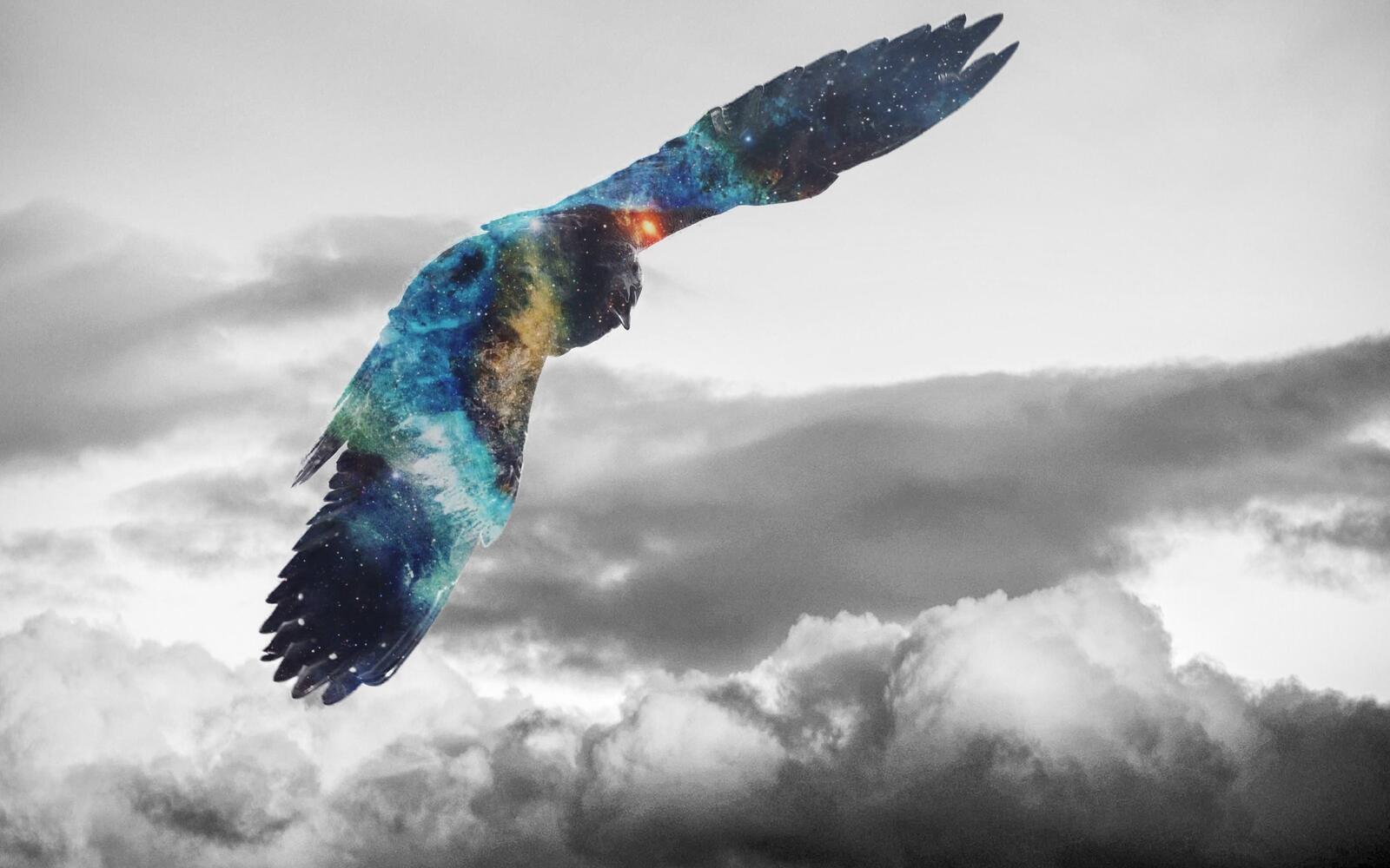Wallpapers berkut eagle birds on the desktop