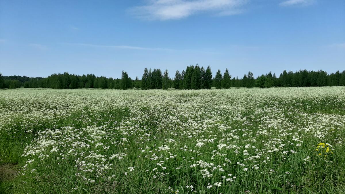 A blooming meadow in clear weather