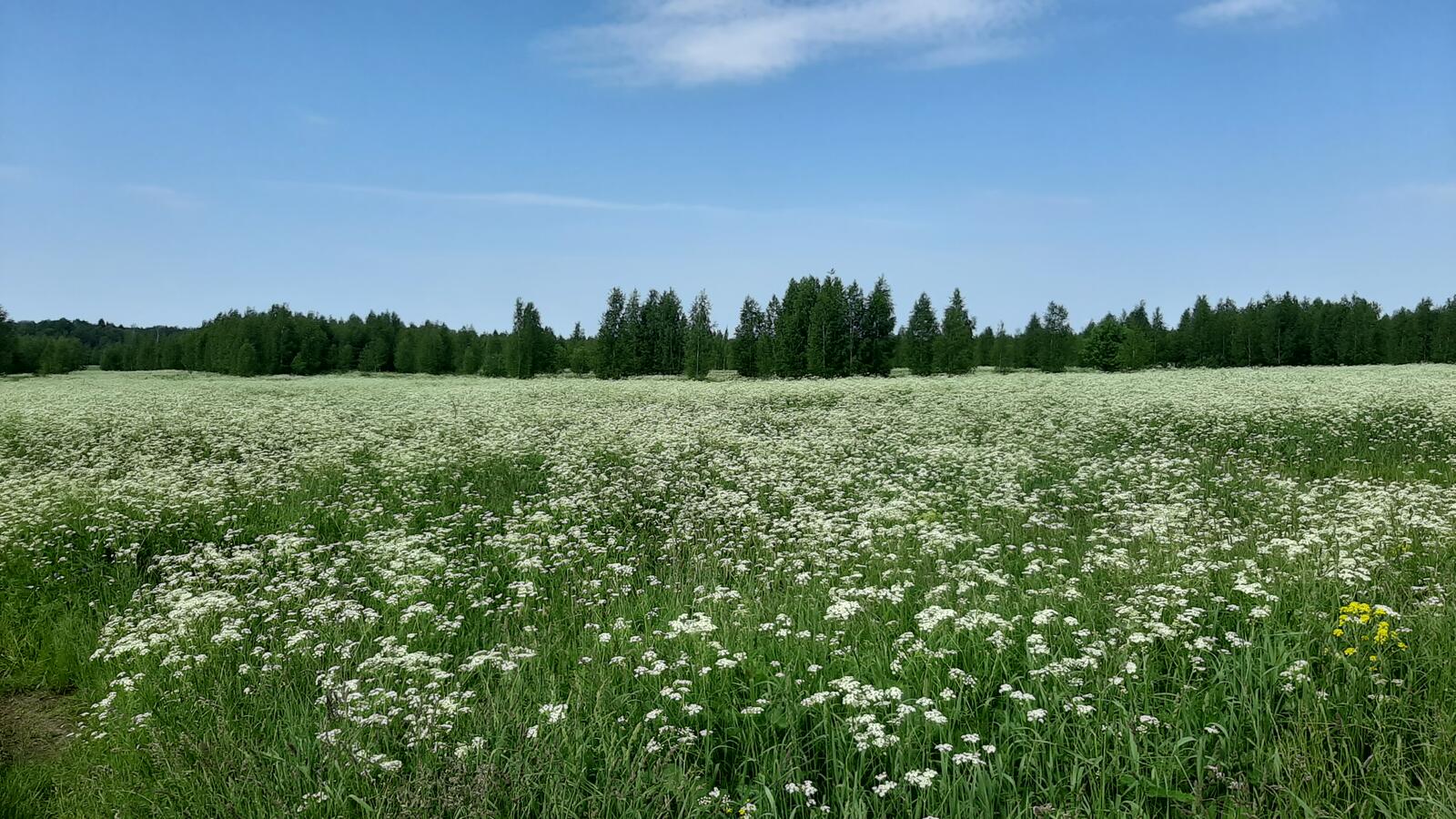 Free photo A blooming meadow in clear weather