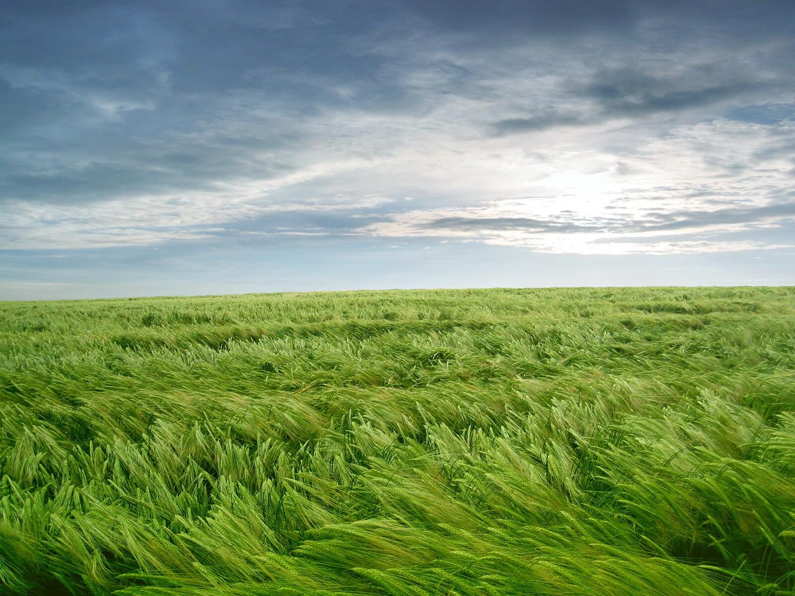 Бесплатное фото Поле с высокой зеленой травой