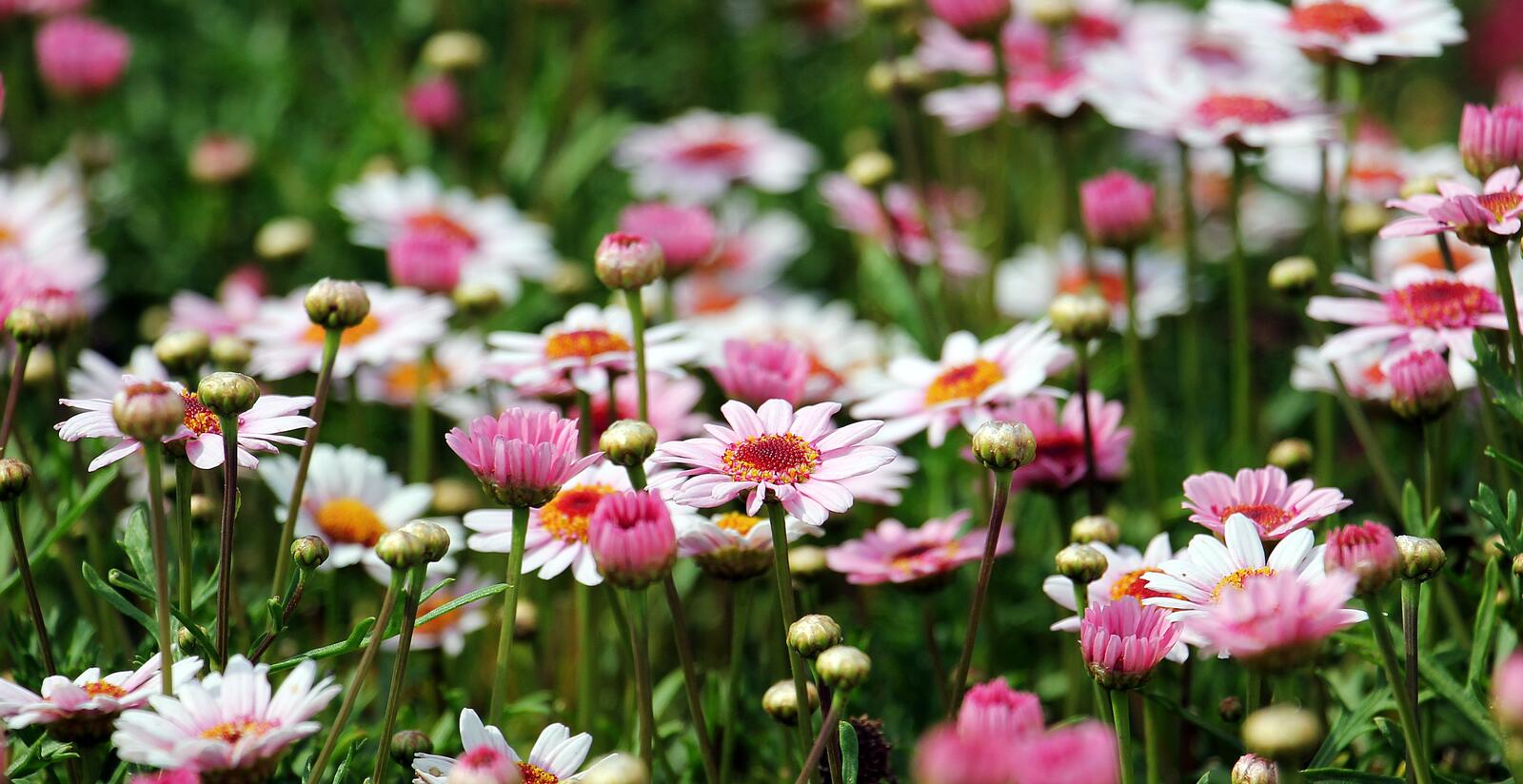 Бесплатное фото Поляна с красивыми цветочками маргаритками